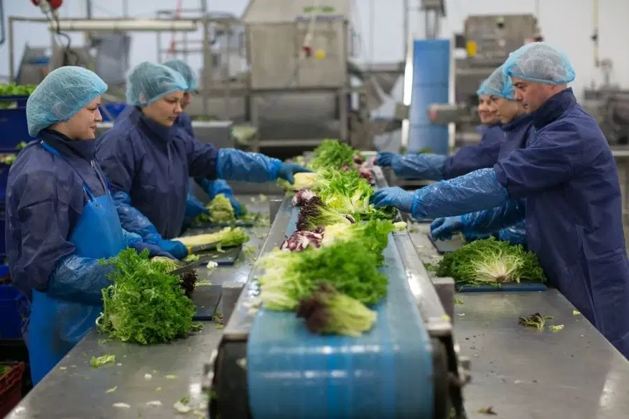 Willowbrook Foods staff preparing fresh produce on a processing line