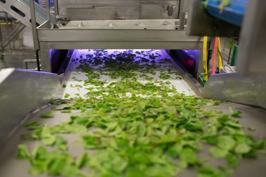 Fresh produce moving along a processing conveyor at Willowbrook Foods